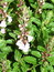 Teucrium chamaedrys, Edelgamander, Färbepflanze, Färberpflanze, Pflanzenfarben,  färben, Klostergarten Seligenstadt
